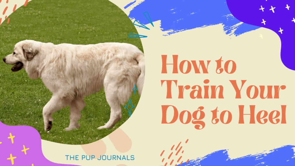 How to Train Your Dog to Heel