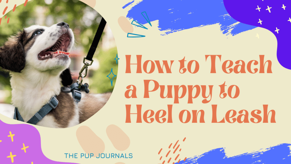 How to Teach a Puppy to Heel on Leash
