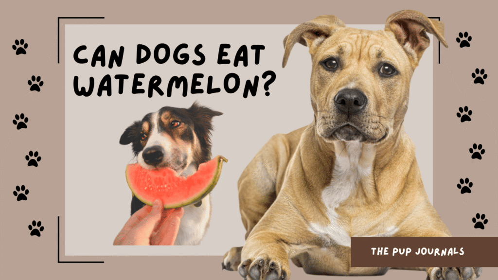 Can Dogs Eat Watermelon?