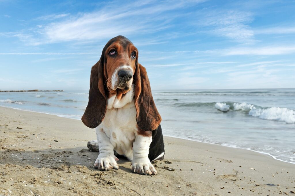 Basset Hound
