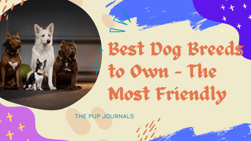 Best Dog Breeds to Own - The Most Friendly