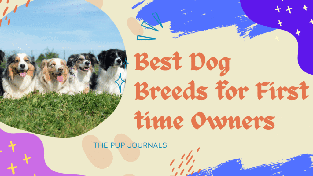 Best Dog Breeds for First time Owners