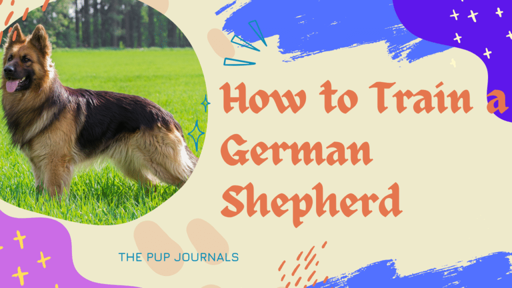 How to Train a German Shepherd