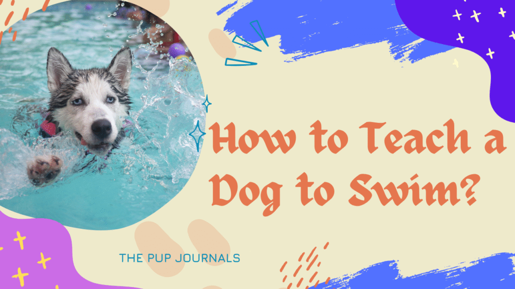 Teach a Dog to Swim