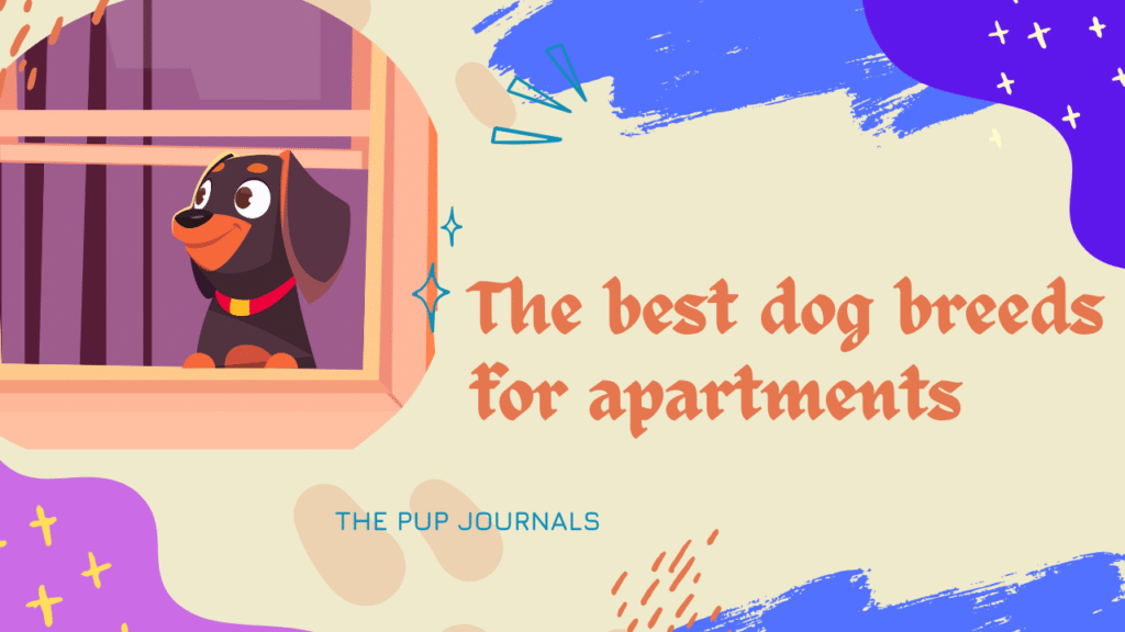 Best dog breeds for apartments