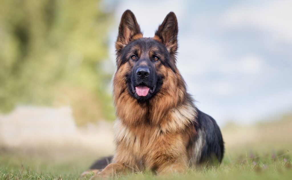 german shepherded