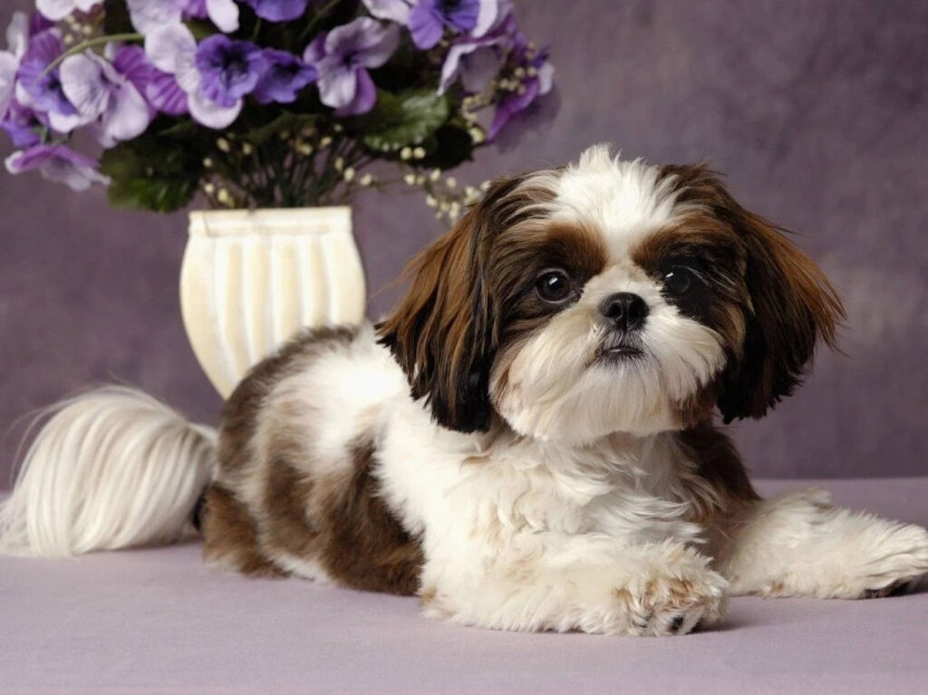 Shih Tzu