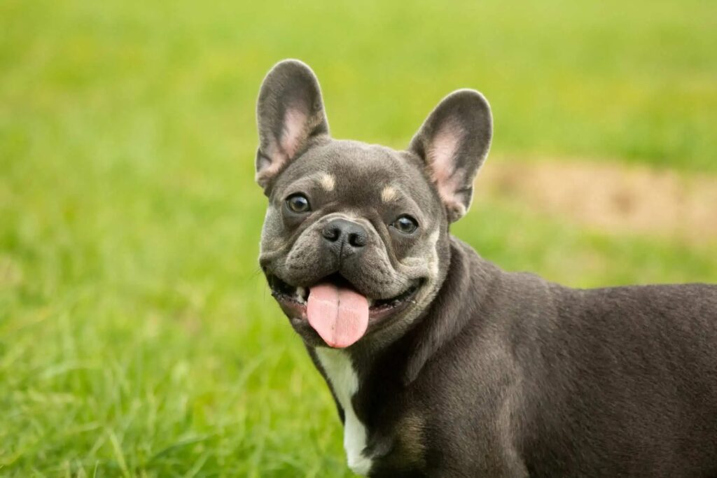french bull dog