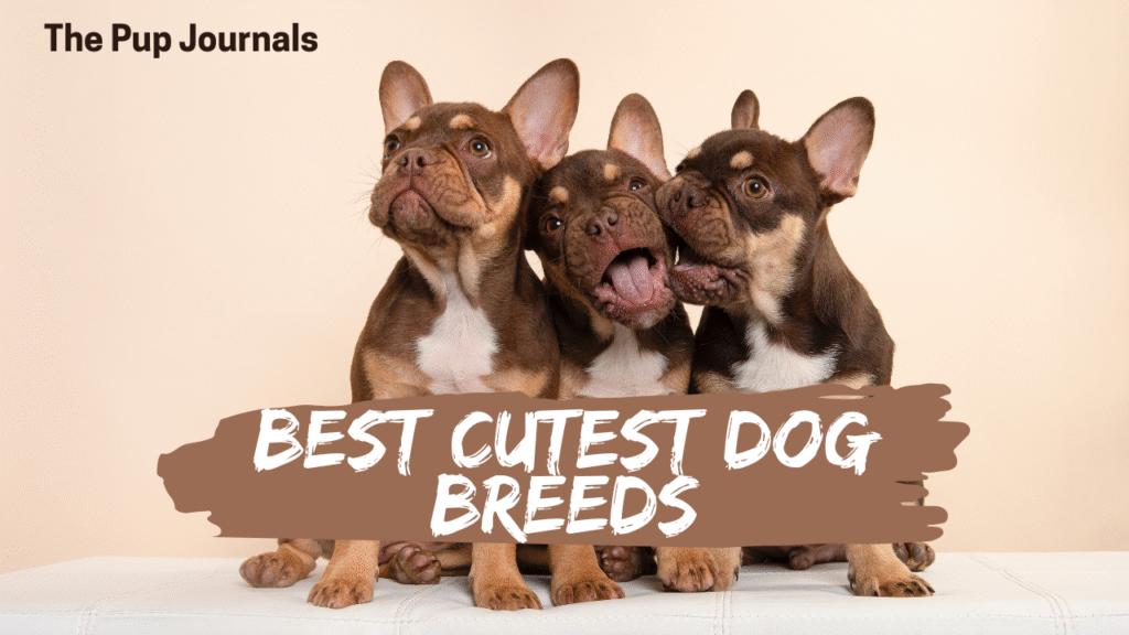 Best Cutest Dog Breeds: Top 15 Adorable Pups You’ll Love