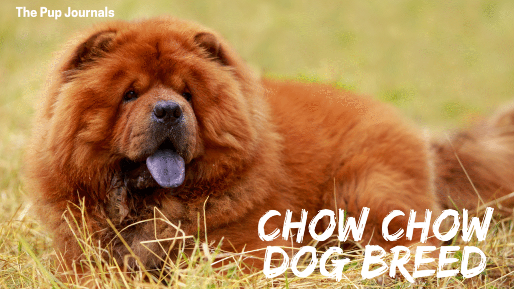 chow chow dog breed
