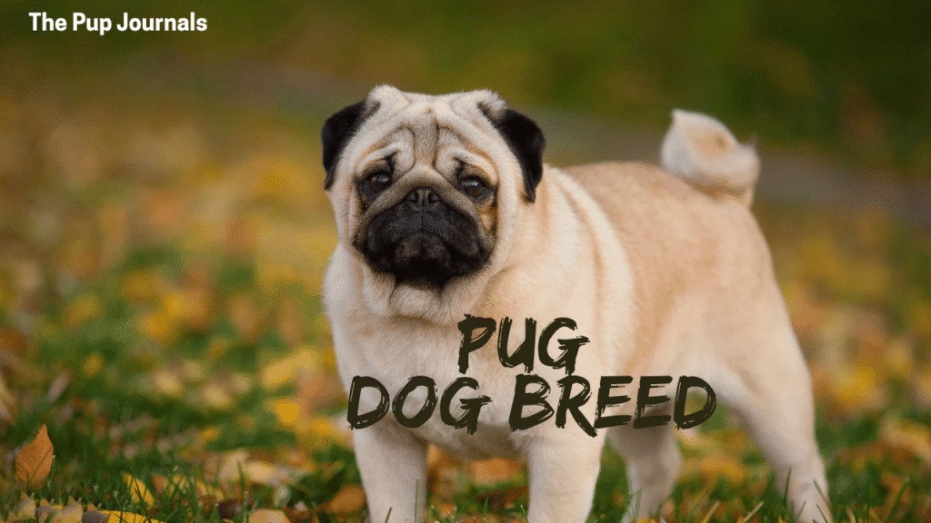 Pug