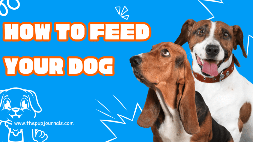 How to Feed Your Dog