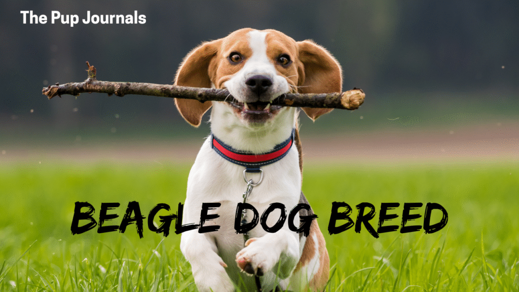 Beagle Dog Breed