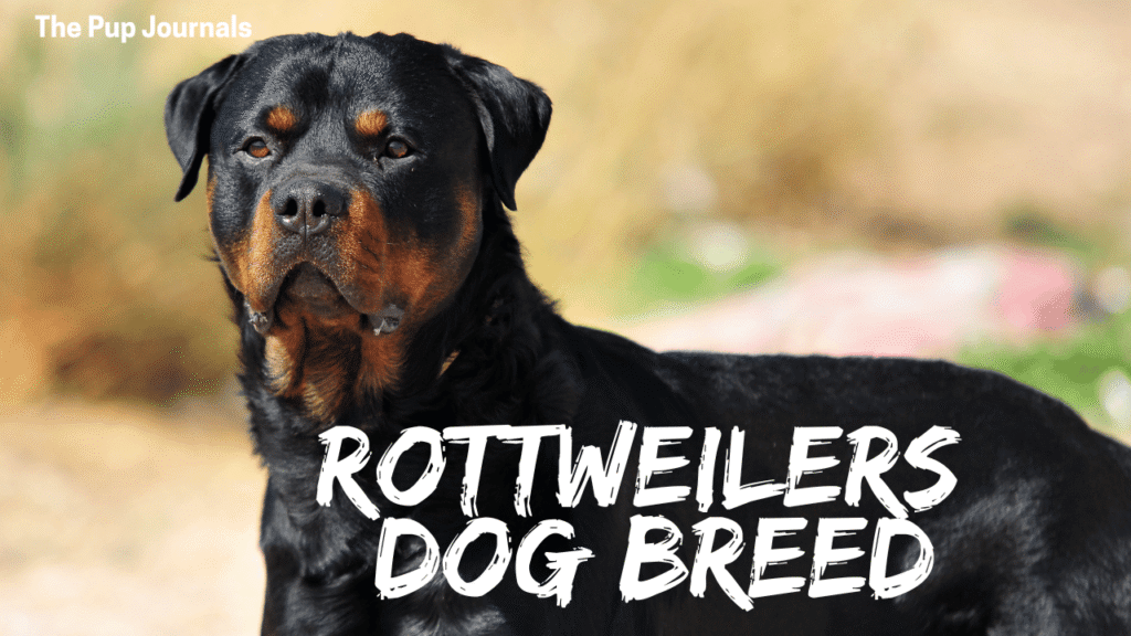 Rottweilers Dog Breed: Strength, Loyalty, and Care Guide
