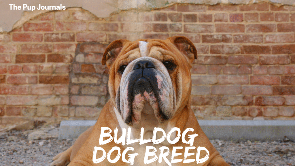 bulldog