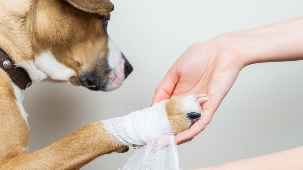limping dog