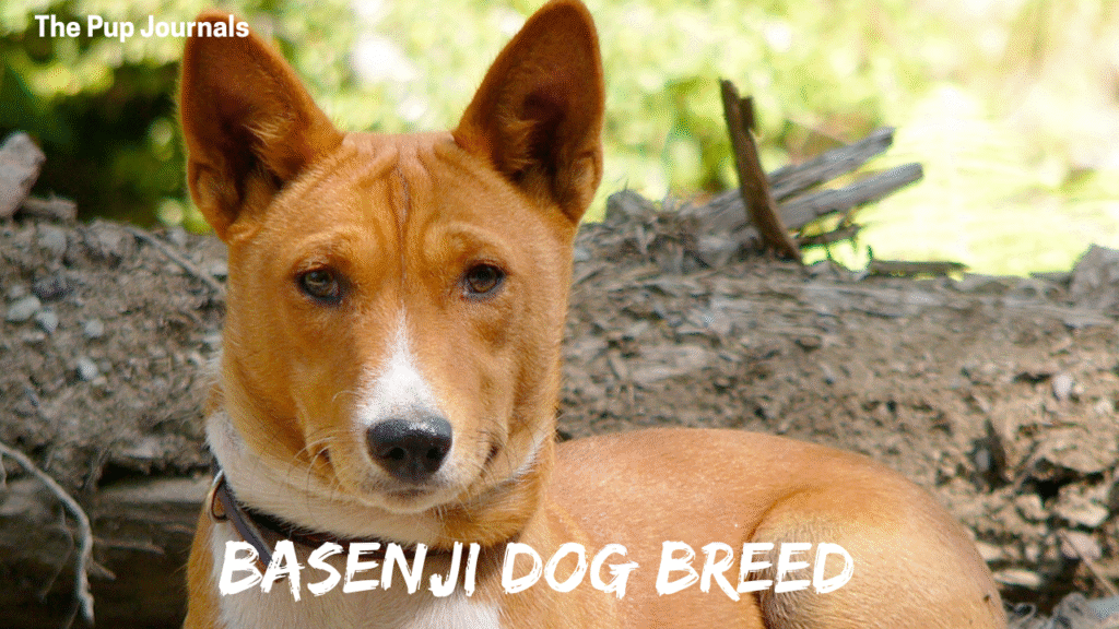 Basenji Dog Breed: The Ultimate Guide for Your Pup