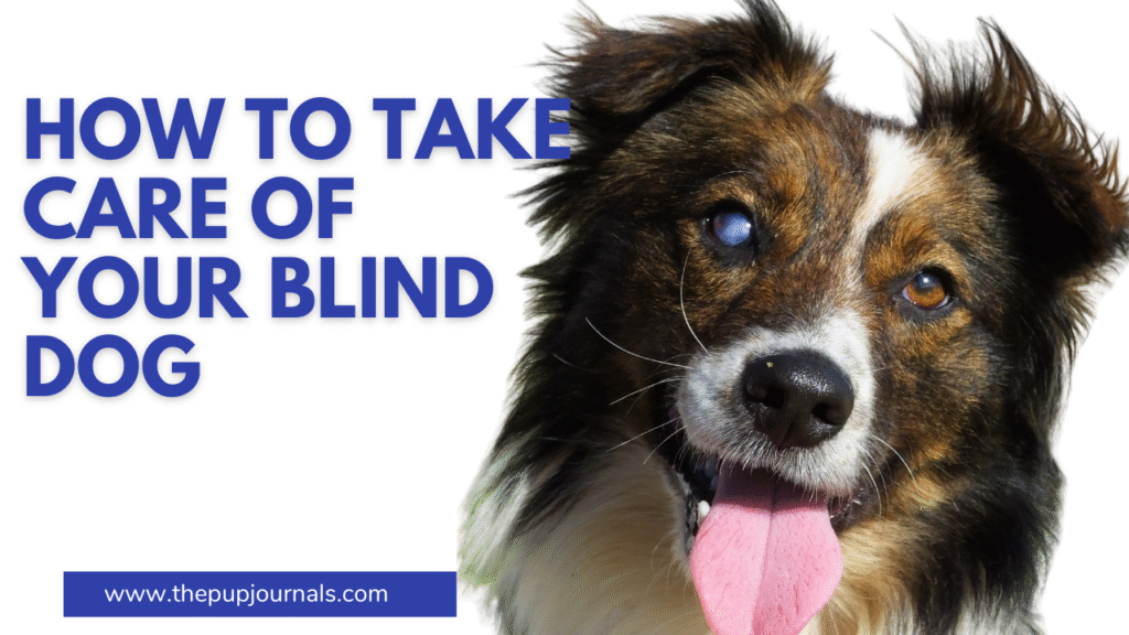 take care of your blind dog
