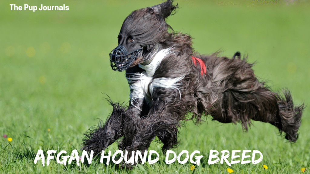 afgan hound