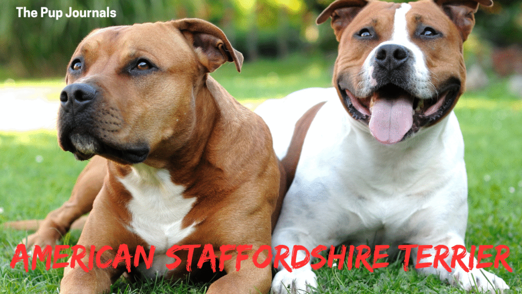 American Staffordshire Terrier Breed Guide