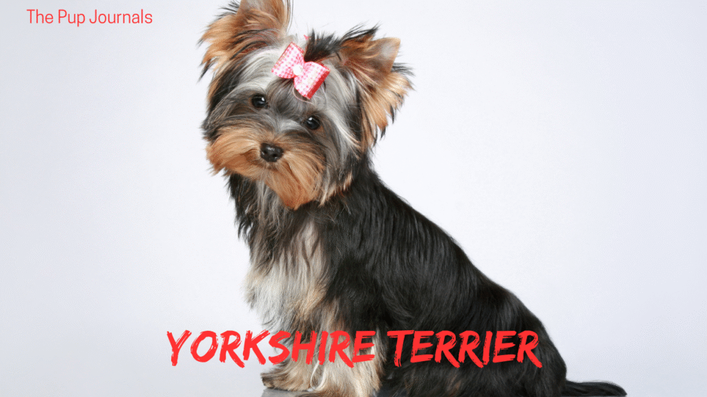 Yorkshire Terrier