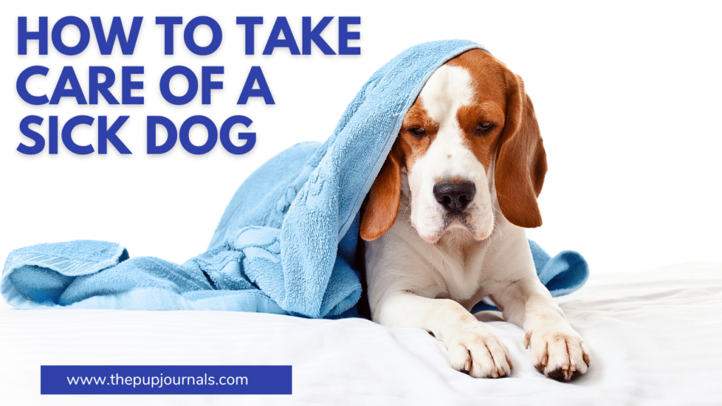 sick dog care