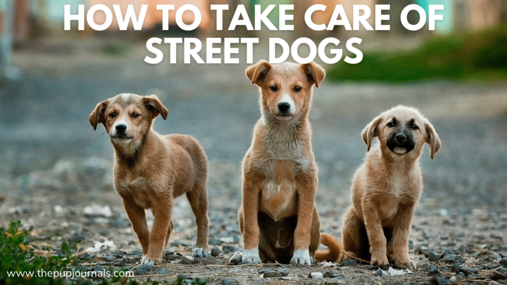 street dogs