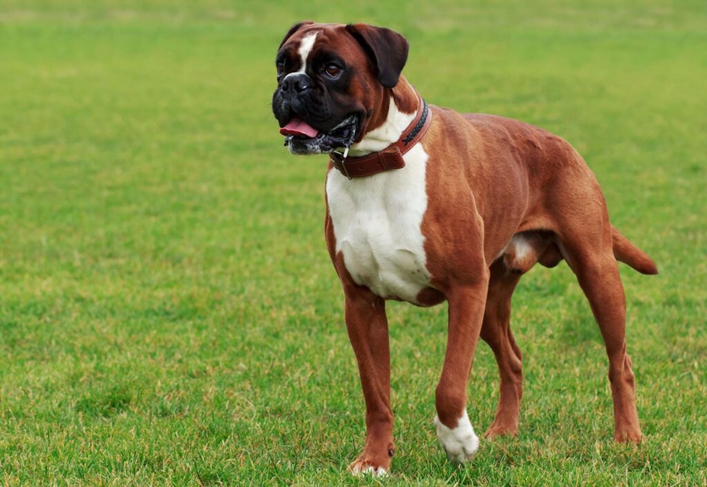 Best Dog Breeds for Kids