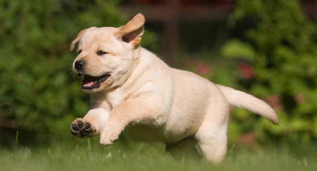 Best Dog Breeds for Kids