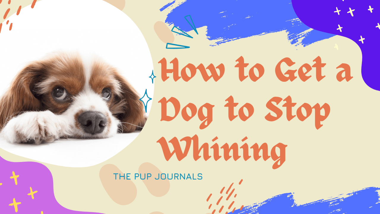 How to Get a Dog to Stop Whining: Simple Tips for a Quieter Home