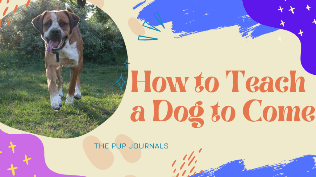 Teach a Dog to Come