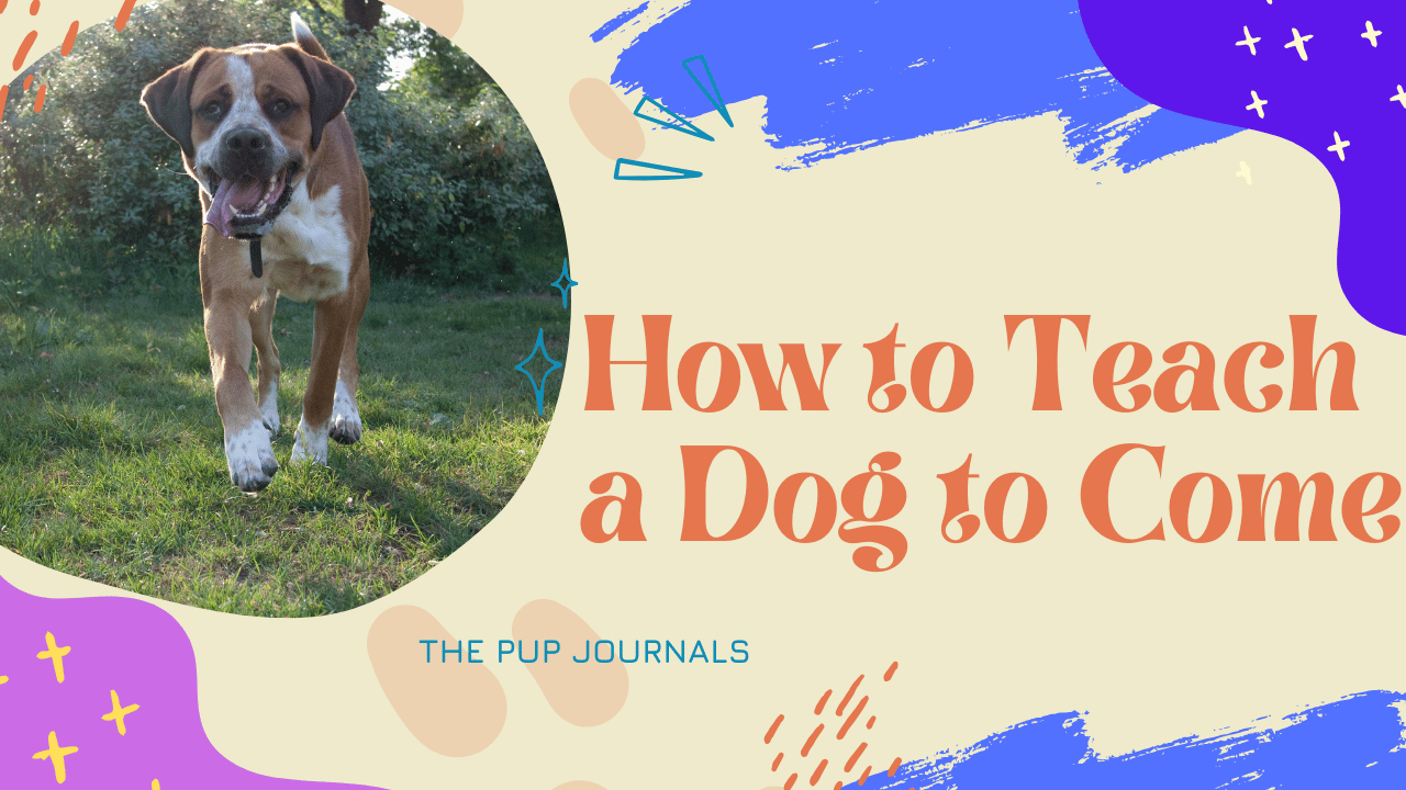 Teach a Dog to Come