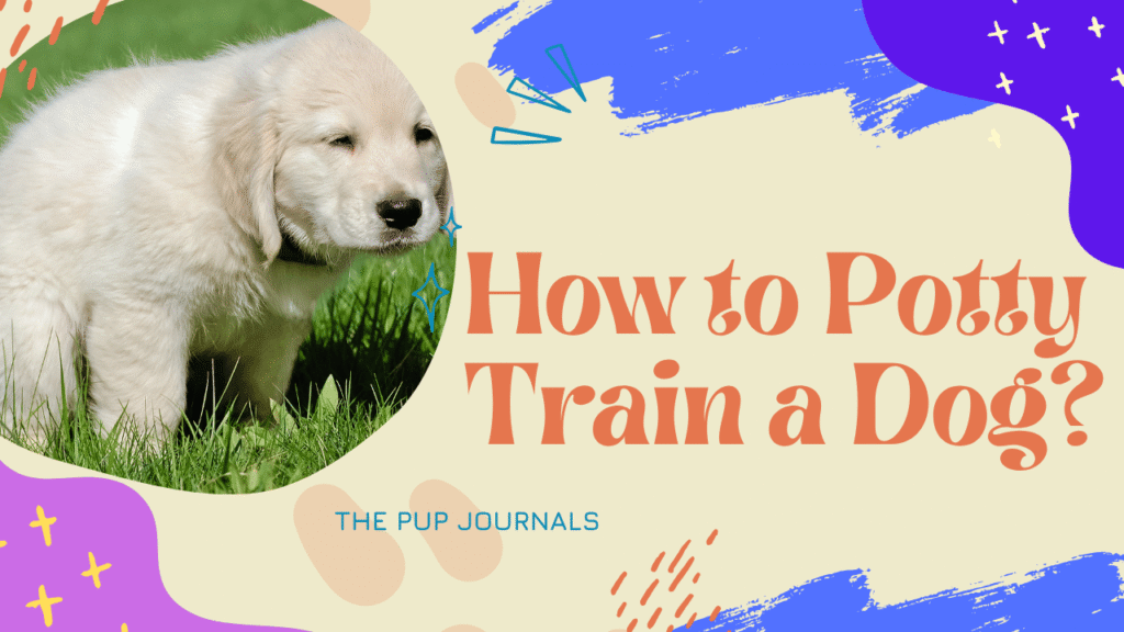 Potty Train a Dog