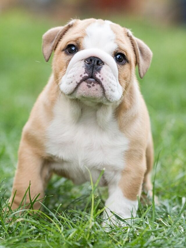 bull dog