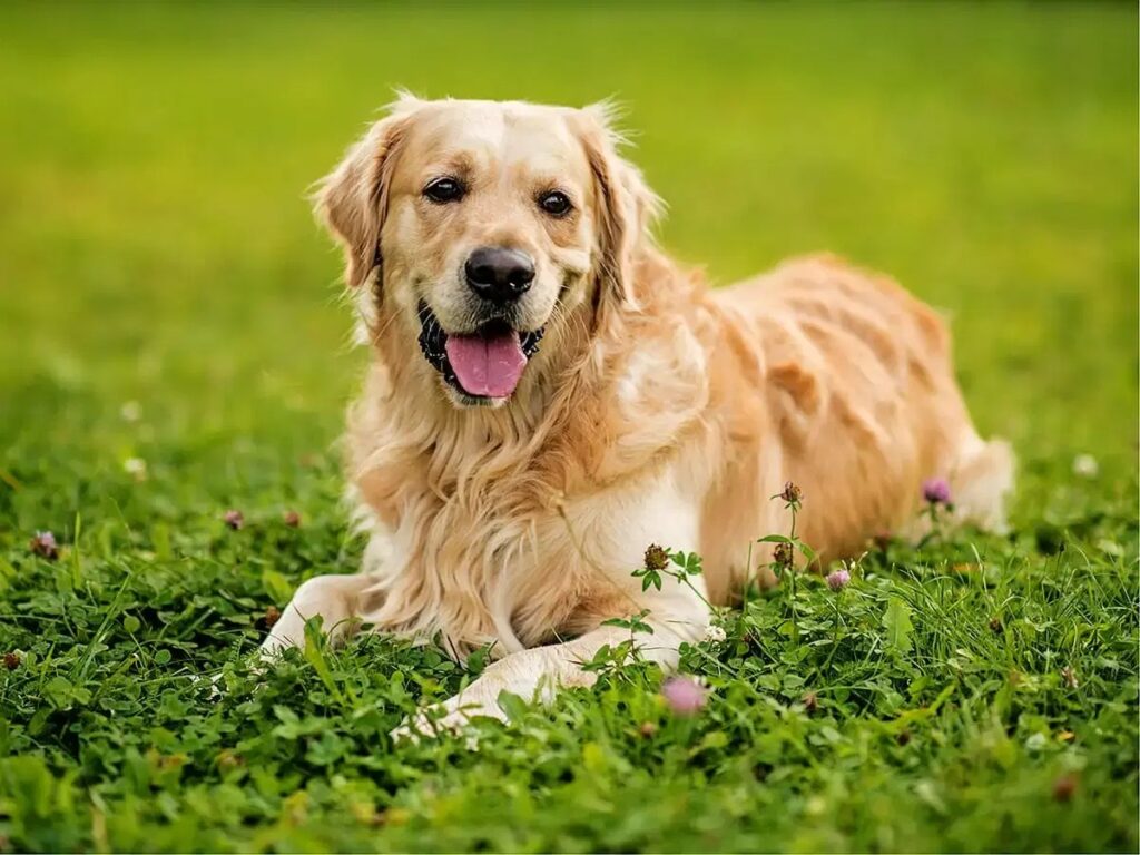 Best Dog Breeds for Kids