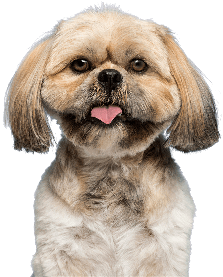 The Pup Journals