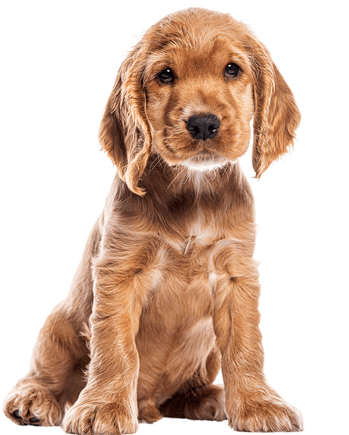 The Pup Journals