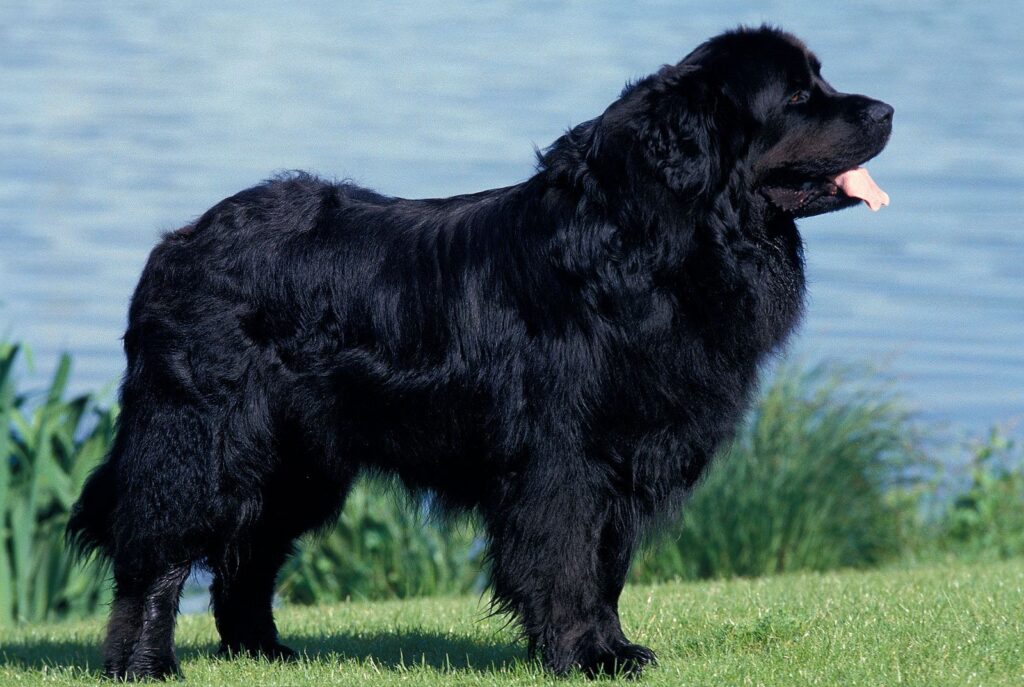Newfoundland Dog 3