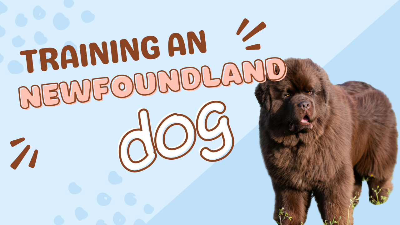 Newfoundland Dog Breed Guide