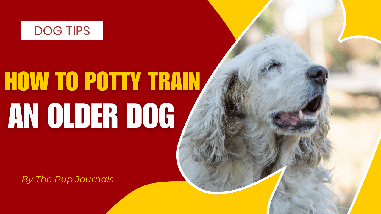 How to Potty Train an Older Dog
