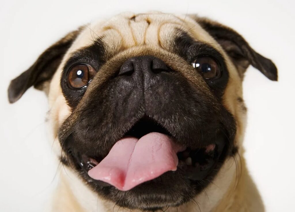 pug