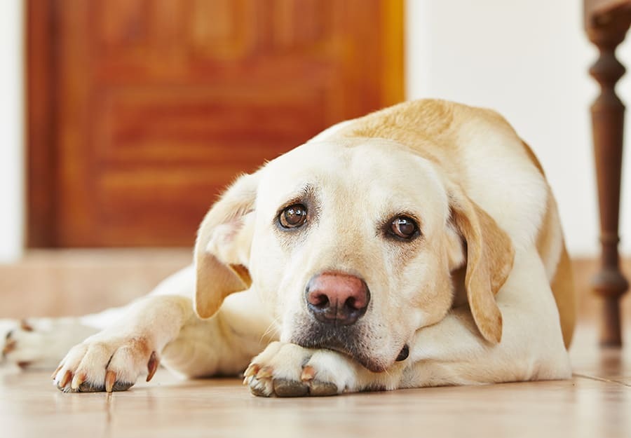 Boredom or Stress of dogs