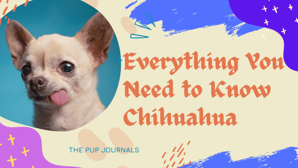 Chihuahua Care Guide: Everything You Need to Know Chihuahua