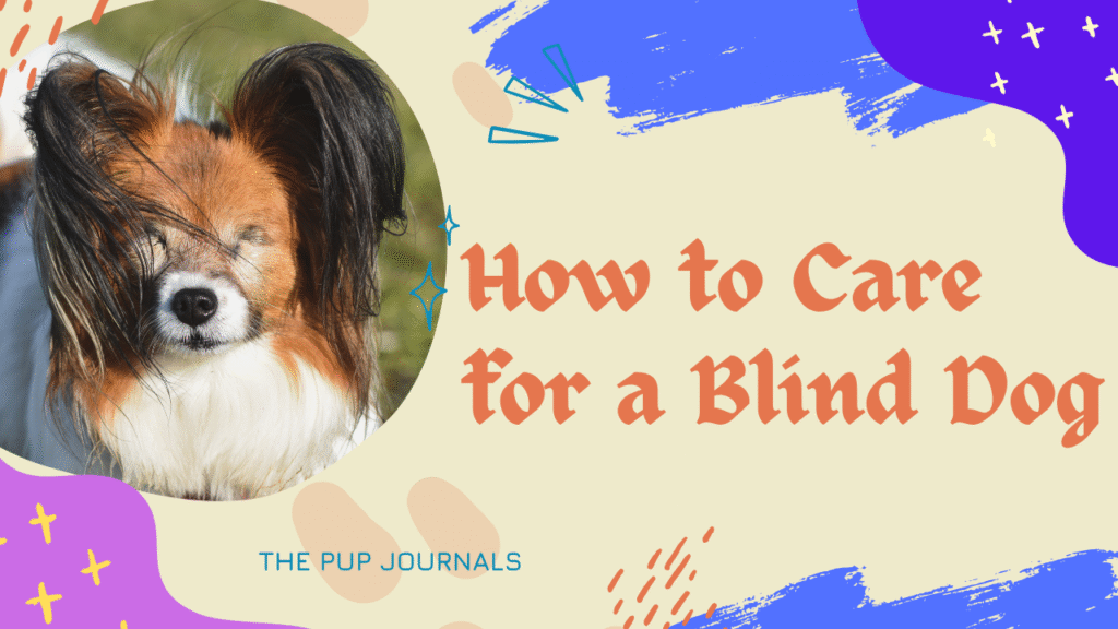 How to Care for a Blind Dog