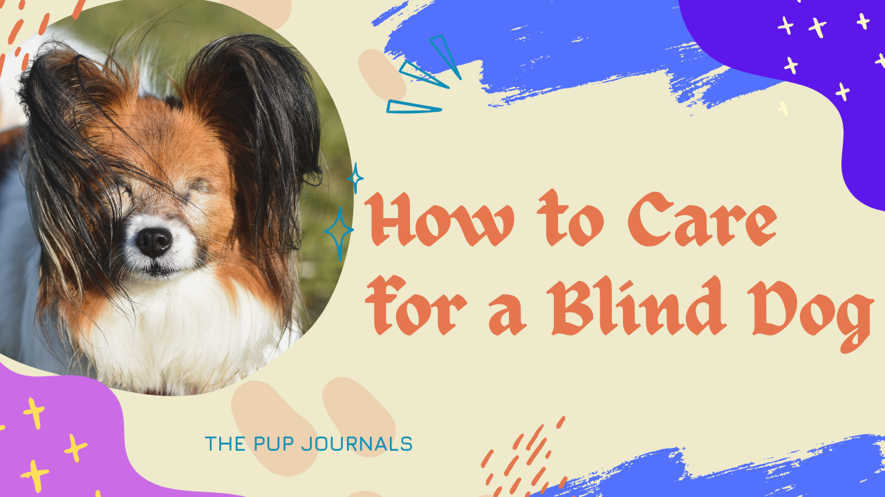 How to Care for a Blind Dog