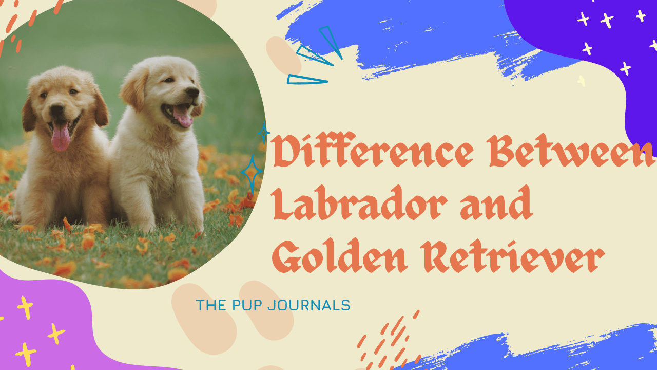 Difference Between Labrador and Golden Retriever