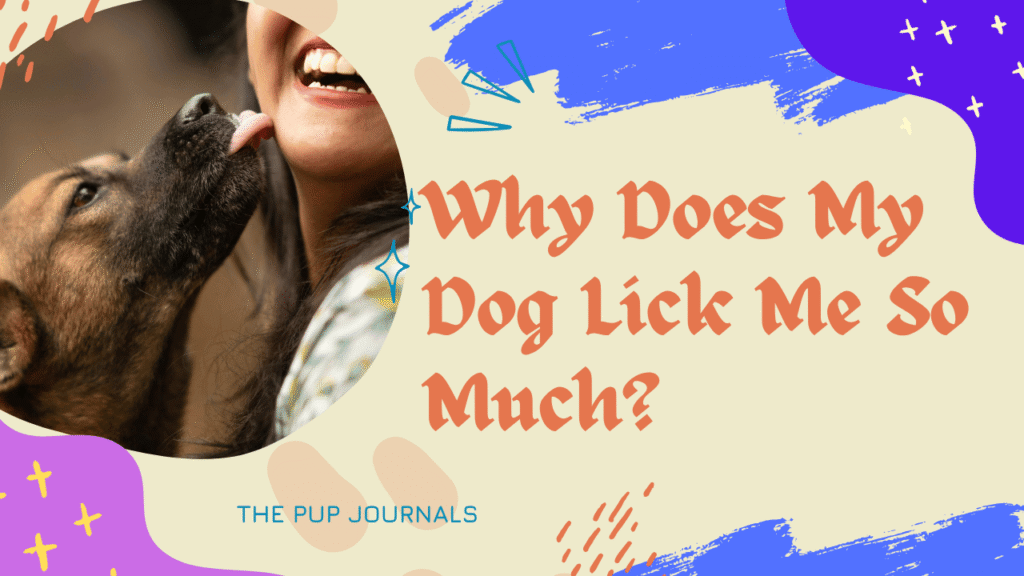 Why Does My Dog Lick Me So Much? 7 Clear Reasons