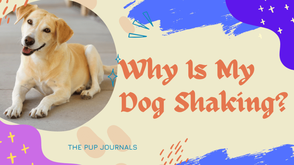 Why Is My Dog Shaking? Understanding, and Treating Tremors