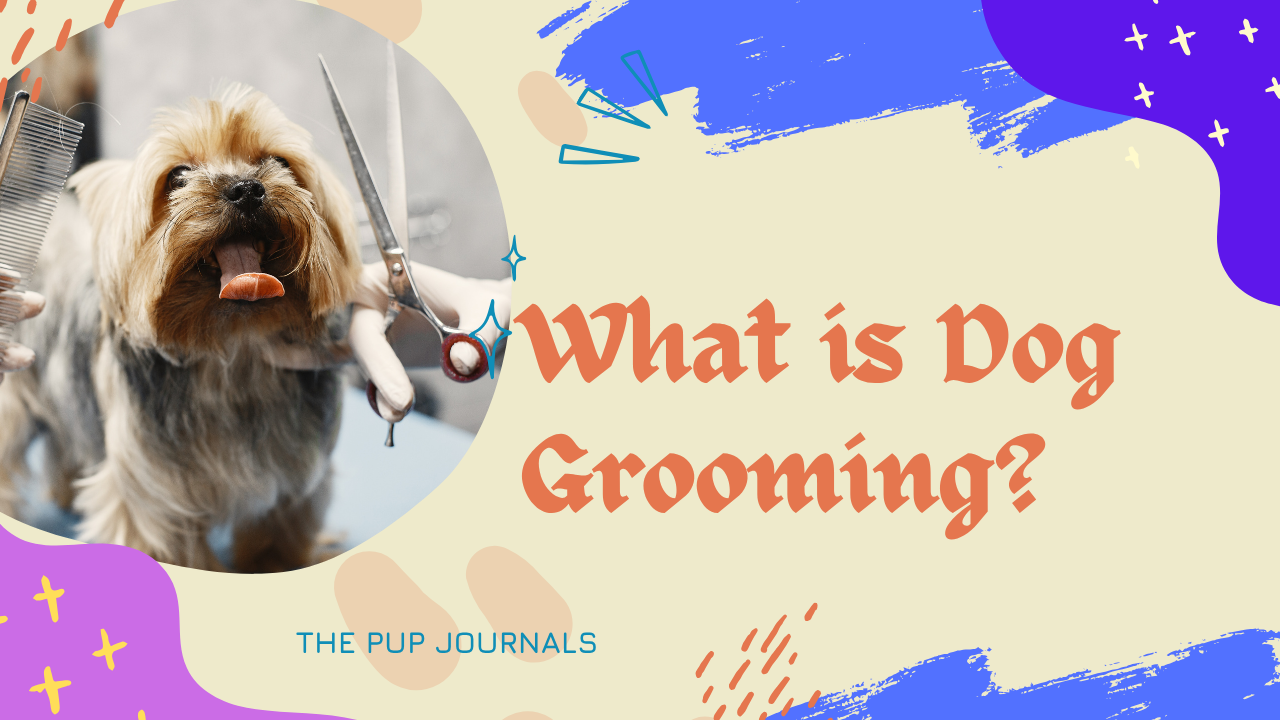 What is Dog Grooming?