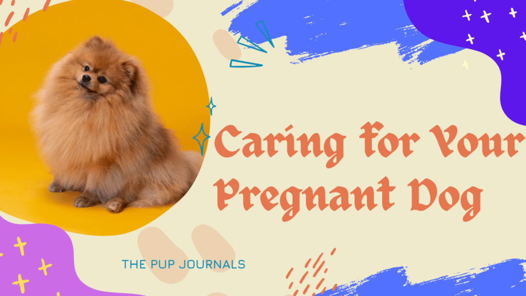 Caring for Your Pregnant Dog: A Comprehensive Guide
